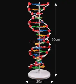молекулно инструмент Модел на структурата на двойната спирала на ДНК Модел на молекулярната структура на ДНК гимназия учебни помагала